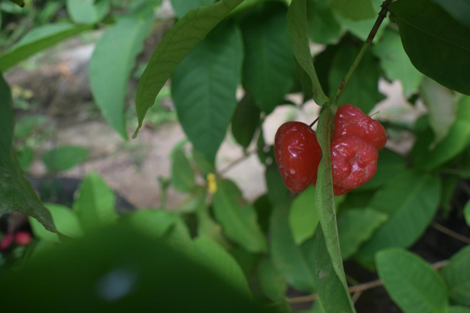 Namaya Nature แคนดี้ ภายนอก รูปภาพ